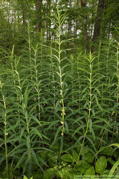 Kransrams, Polygonatum verticillatum